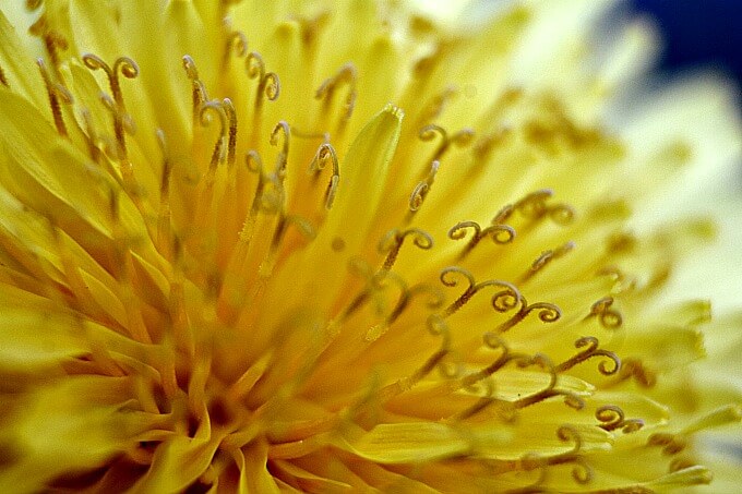 Get Closer With Macro Tubes ~ CCBG Photography Challenge ~ Life Beyond the Kitchen